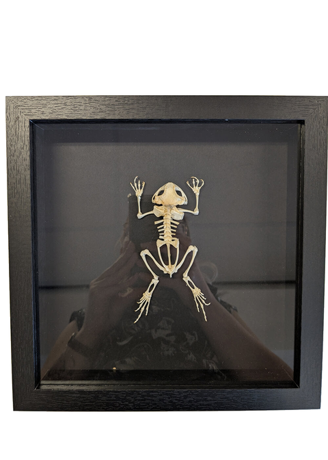 Succubus Curiosities Kikker Skelet in Lijst – vrijstaand