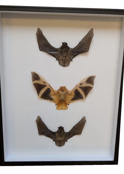 Succubus Curiosities 3 Vleermuizen in Lijst – vrijstaand
