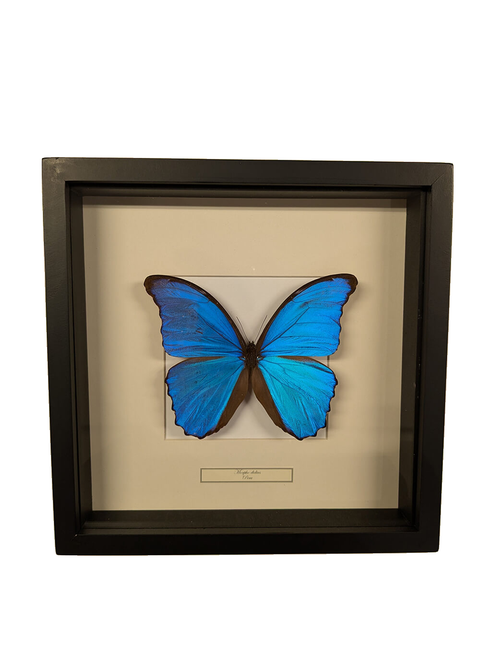 Succubus Curiosities Morpho Didius in Lijst – vrijstaand