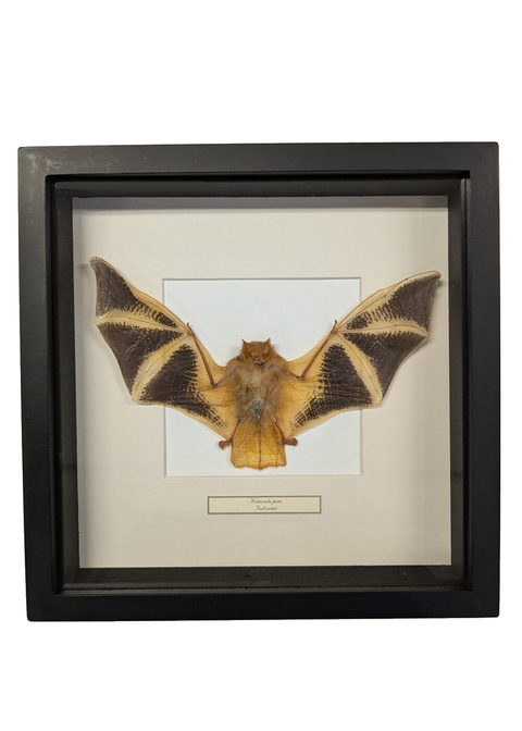 Succubus Curiosities Gouden Vleermuis in Lijst – vrijstaand
