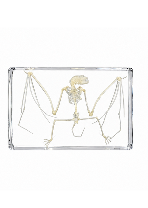 Succubus Curiosities Vleermuis Skelet in Hars – vooraanzicht op witte achtergrond